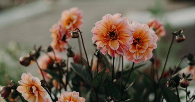 Virginia Preconception Counseling