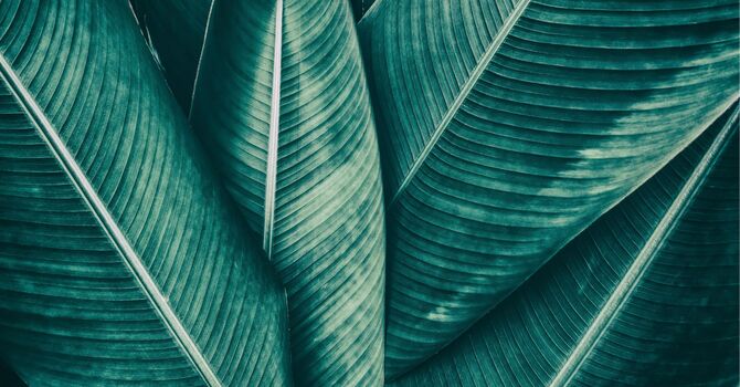 Texas Preconception Counseling