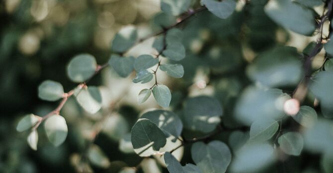 California Preconception Counseling