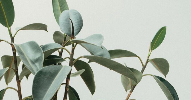 Arizona Preconception Counseling